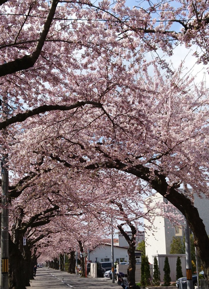 桜が満開_a0292194_21473385.jpg