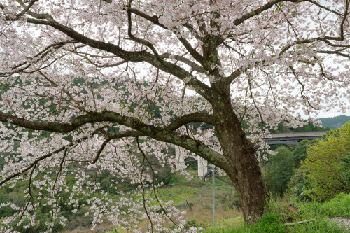 道すがら～　出会った桜たち_e0366896_23472933.jpg