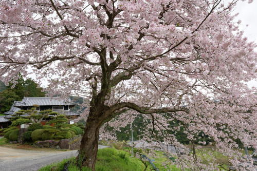 道すがら～　出会った桜たち_e0366896_23475540.jpg