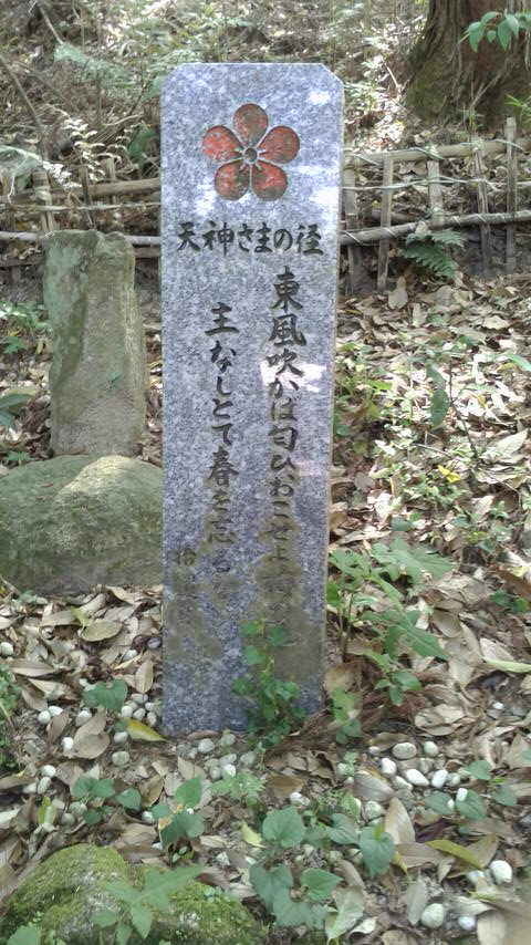 武蔵寺の〝藤〟_d0016397_22452522.jpg