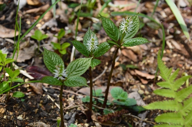 c0124100_14321847.jpg