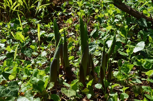 c0124100_14322399.jpg