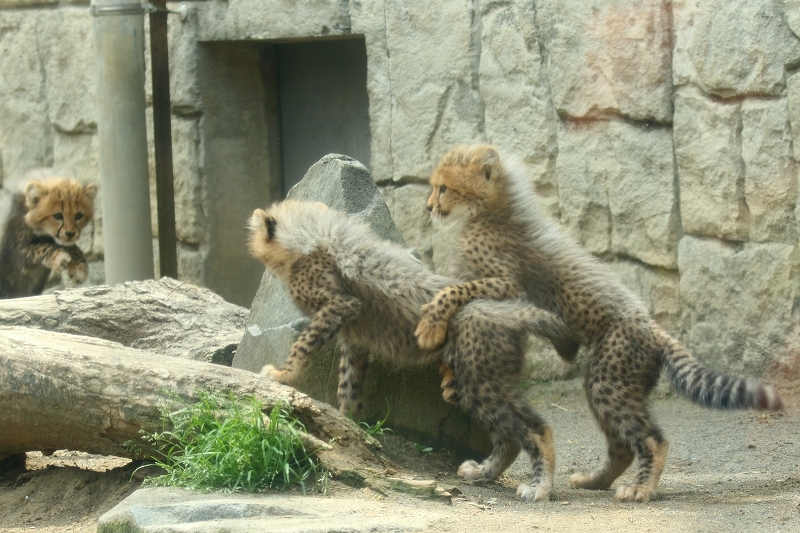 ピューマ 額装付 猫 ライオン チーター #1 The Cheetah Cubs Got Lost in the Fight Between Lions and