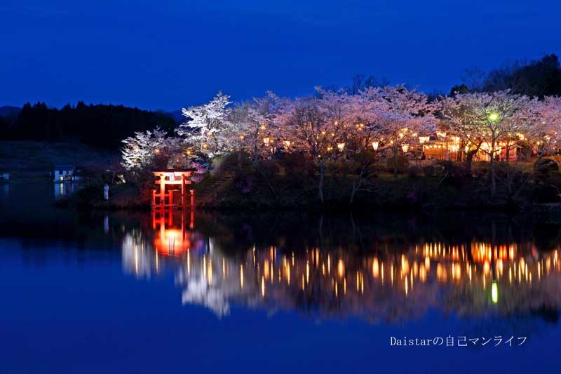 ライトアップ(上野公園上野池の桜)_d0361602_16400051.jpg