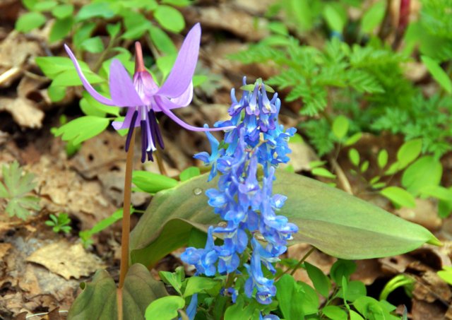 2017年4月28日(金) 春の花を探して(その7)旭川市~浦臼町_a0345007_1051630.jpg