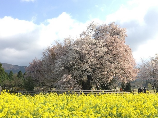 桜めぐり～前原の一本桜～一心行の大桜～観音桜_f0364707_20275734.jpg