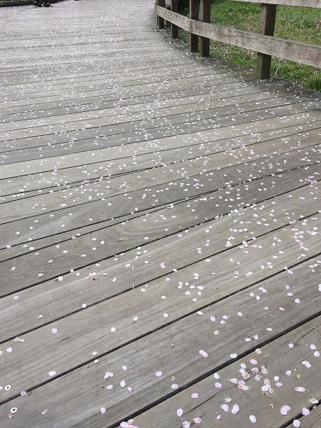 桜めぐり～前原の一本桜～一心行の大桜～観音桜_f0364707_20341865.jpg