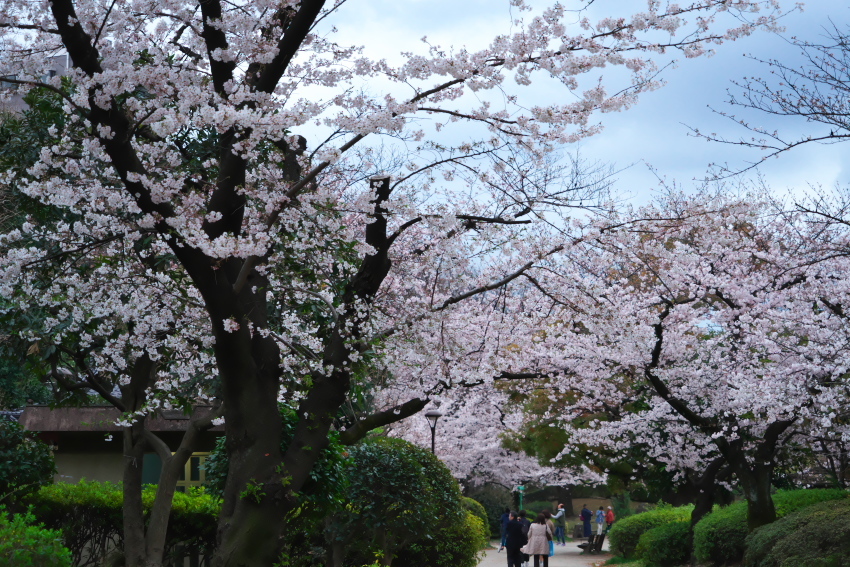 浅草の桜3_a0263109_20214585.jpg