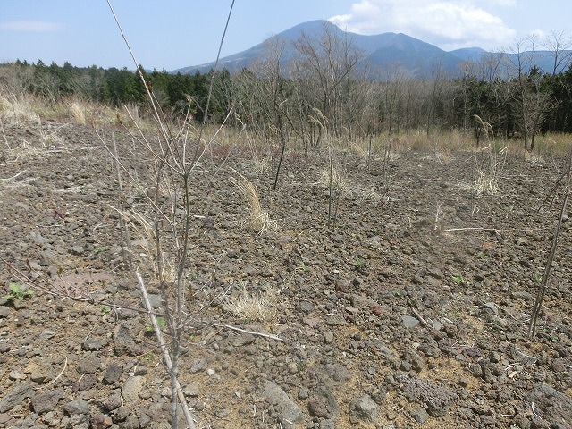 いい汗をかいた! 3年振りに参加した「第24回富士山麓ブナ林創造事業」_f0141310_08094328.jpg