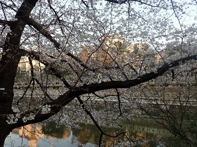 2017年お花見　外濠通り～靖国神社～千鳥ヶ淵_f0043911_00195718.jpg