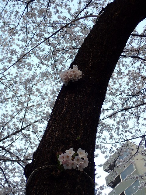 2017年お花見　外濠通り～靖国神社～千鳥ヶ淵_f0043911_00221423.jpg