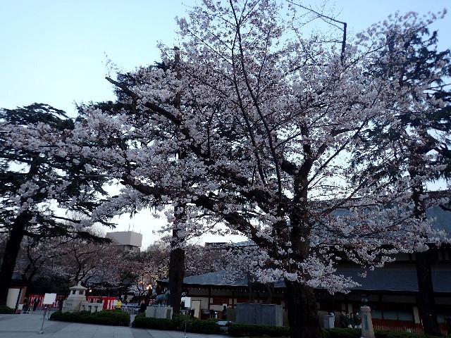 2017年お花見　外濠通り～靖国神社～千鳥ヶ淵_f0043911_00233955.jpg