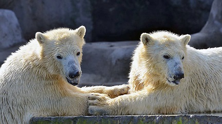 ハンガリー・ブダペスト動物園のシェールィとビェールィの双子兄弟の近況 ～ 同園での今後の繁殖を考える_a0151913_22301536.jpg