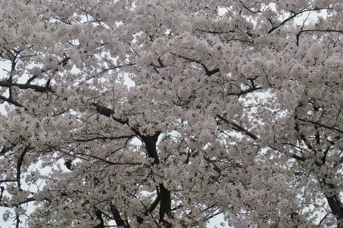 城山の桜_b0114813_12312735.jpg