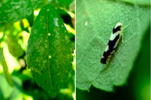 バラの葉っぱの食べ方いろいろ シロズヒメヨコバイ ハモグリバエ クシヒゲハバチ 世話要らずの庭