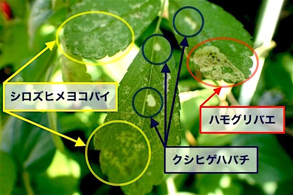 バラの葉っぱの食べ方いろいろ シロズヒメヨコバイ ハモグリバエ クシヒゲハバチ 世話要らずの庭