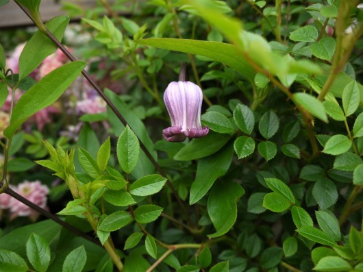 庭のこんもりな花達_e0205713_12545047.jpg