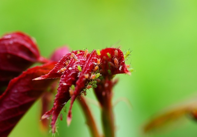 アブラムシ対策のコンパニオンプランツ 薔薇のガーデナー Weekend S Ladybirds