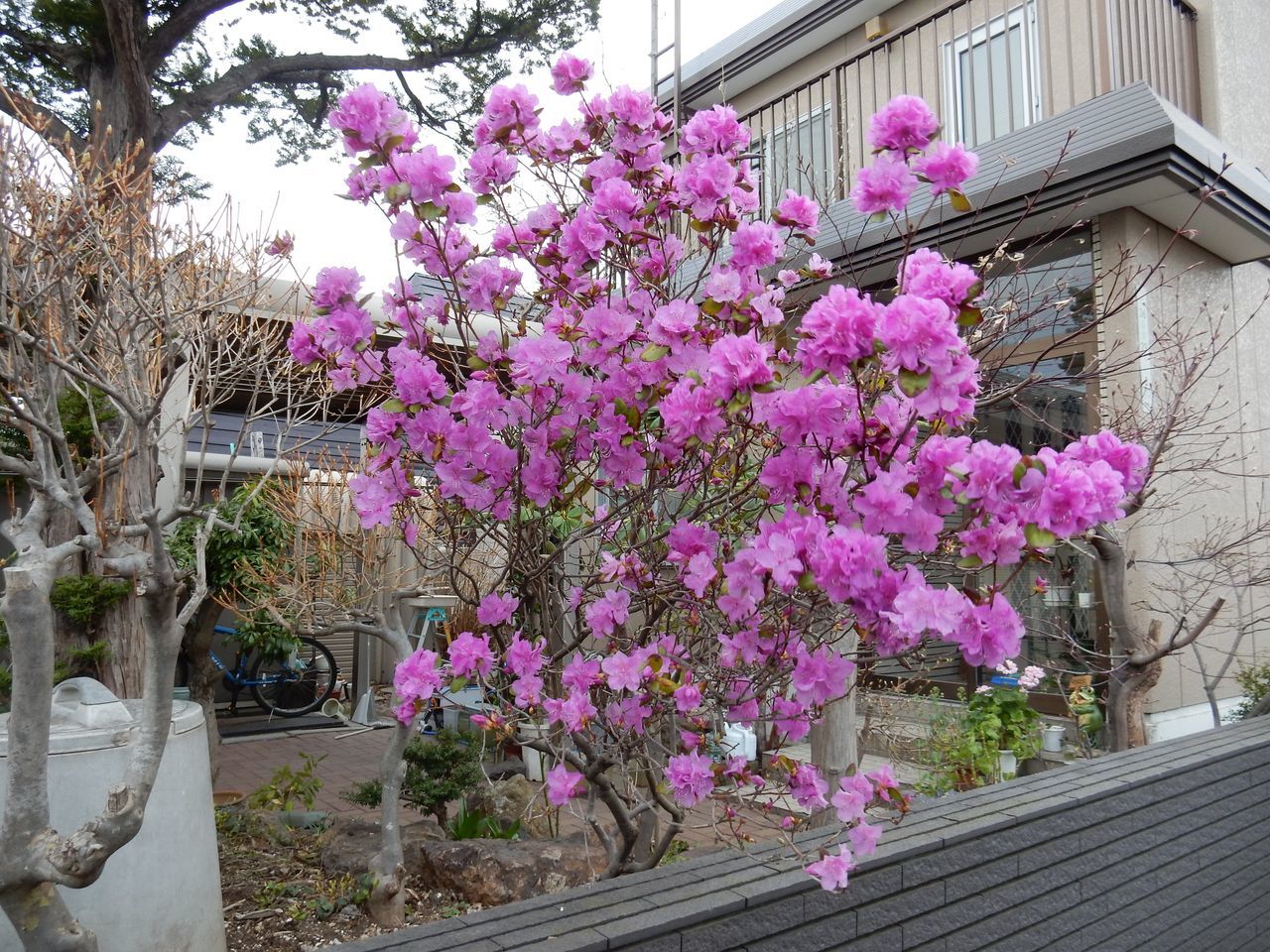 朝までは雨が残っていたもののだんだんと回復_c0025115_21112416.jpg