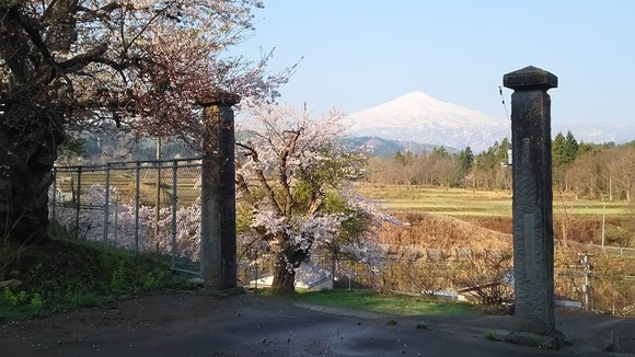 NO,720　地域の子供を見守る桜（平成２９年５月１日更新）_d0189515_457112.jpg