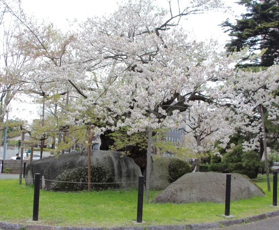 東北桜旅 〜岩手篇〜_f0197215_08551188.jpg