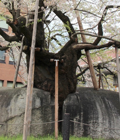 東北桜旅 〜岩手篇〜_f0197215_09061460.jpg