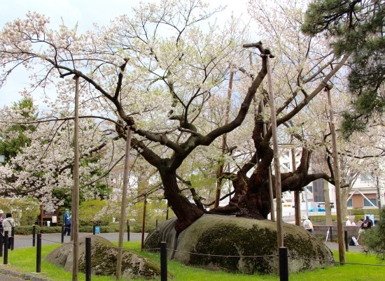 東北桜旅 〜岩手篇〜_f0197215_09062083.jpg