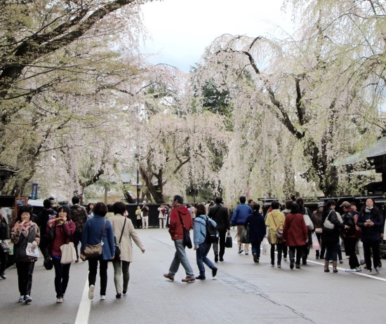 東北桜旅 〜秋田篇〜_f0197215_09445820.jpg