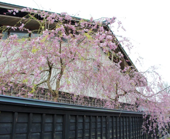 東北桜旅 〜秋田篇〜_f0197215_09450208.jpg