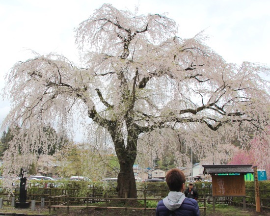 東北桜旅 〜秋田篇〜_f0197215_09450850.jpg