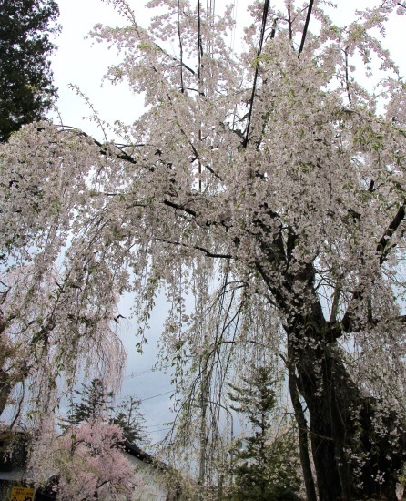 東北桜旅 〜秋田篇〜_f0197215_09475384.jpg