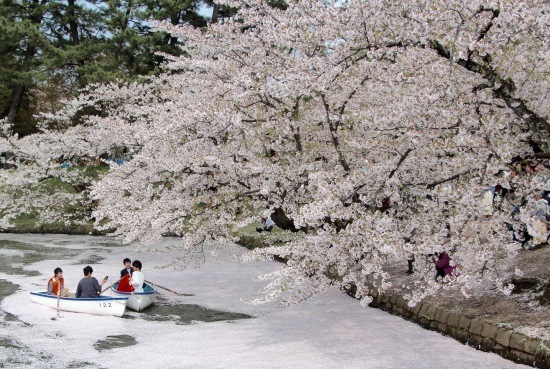 東北桜旅 〜青森篇〜_f0197215_13123345.jpg