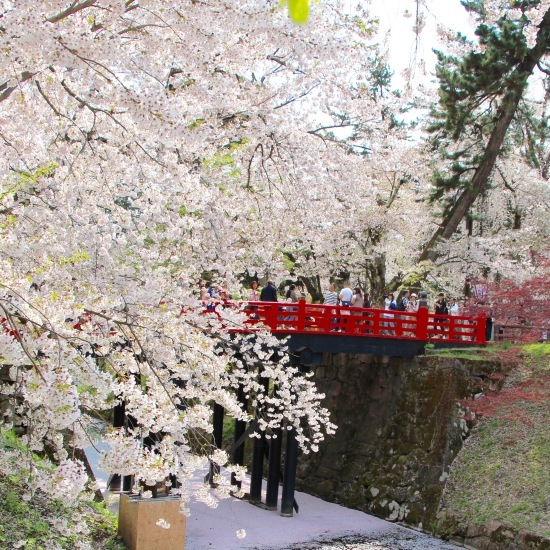 東北桜旅 〜青森篇〜_f0197215_13132416.jpg