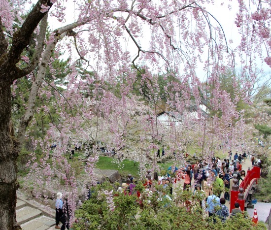 東北桜旅 〜青森篇〜_f0197215_13133005.jpg