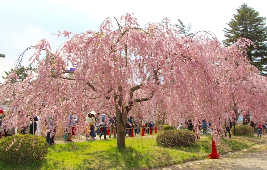 東北桜旅 〜青森篇〜_f0197215_13133707.jpg