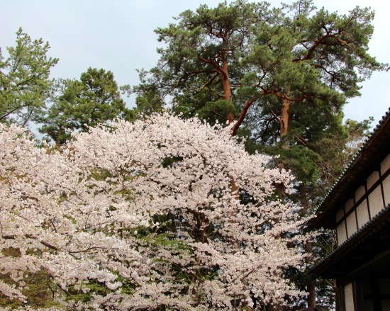 東北桜旅 〜青森篇〜_f0197215_13134652.jpg