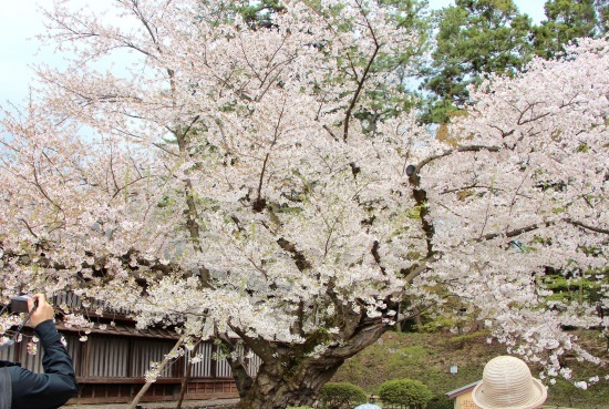 東北桜旅 〜青森篇〜_f0197215_13212336.jpg