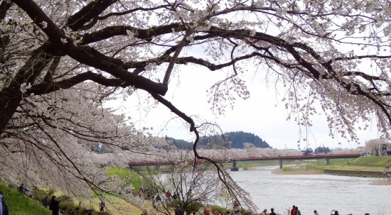 東北桜旅 〜秋田篇〜_f0197215_21462172.jpg
