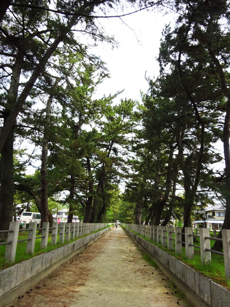 法隆寺で藤を見た　2017/04/29_e0192725_21413908.jpg