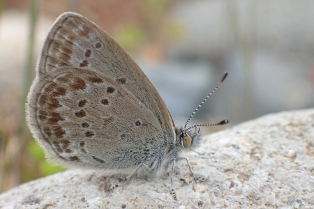 2017年5月1日　栃木県　シルビアシジミ_c0353632_16590814.jpg