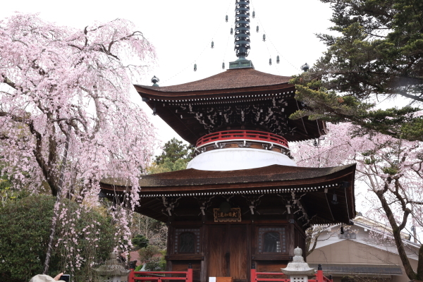 １７年桜紀行１３．奈良　吉野山その２_f0229832_08540789.jpg