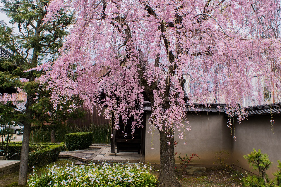 成願寺の桜 - 鏡花水月