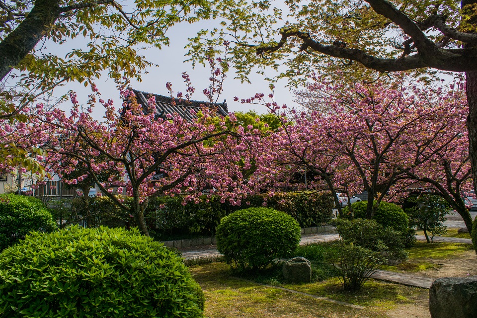 本満寺の八重桜 - 鏡花水月