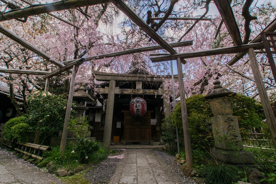 雨宝院の桜 - 鏡花水月