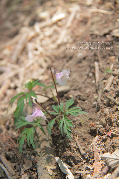 花と蝶と急坂と①**大江高山で歩き始め♪_b0197639_22563114.jpg