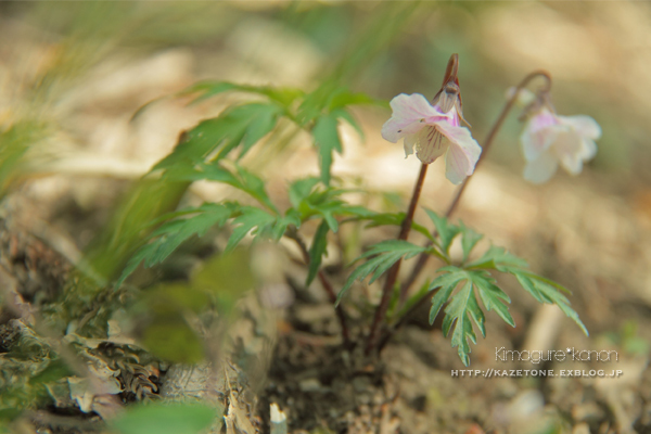 花と蝶と急坂と①**大江高山で歩き始め♪_b0197639_22582914.jpg