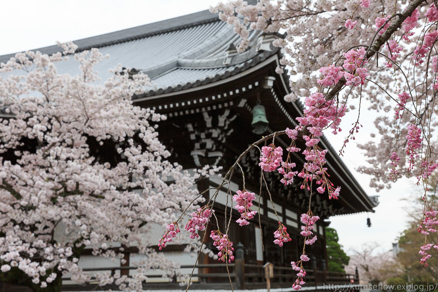 京のさくら2017　4月9日桜めぐり　後編_b0325840_23531552.jpg