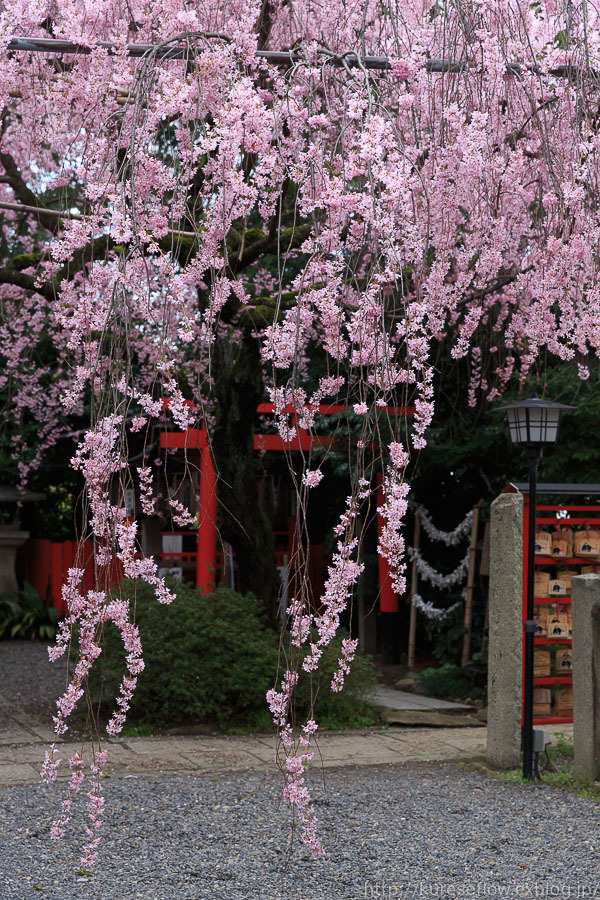 京のさくら2017　4月9日桜めぐり　後編_b0325840_23550373.jpg