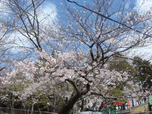 函館公園ニュース　　５月１日号_e0145841_14163872.jpg