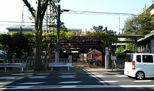 国領千年乃藤　　＠国領神社_b0080342_07021636.jpg